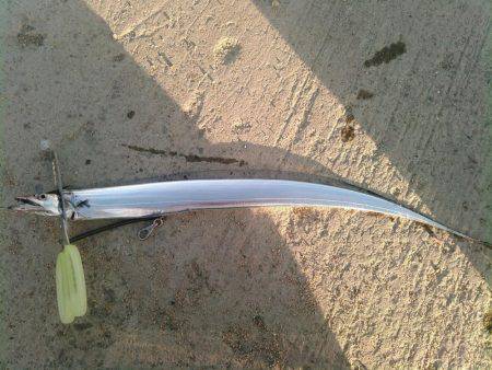 今年初の太刀魚！